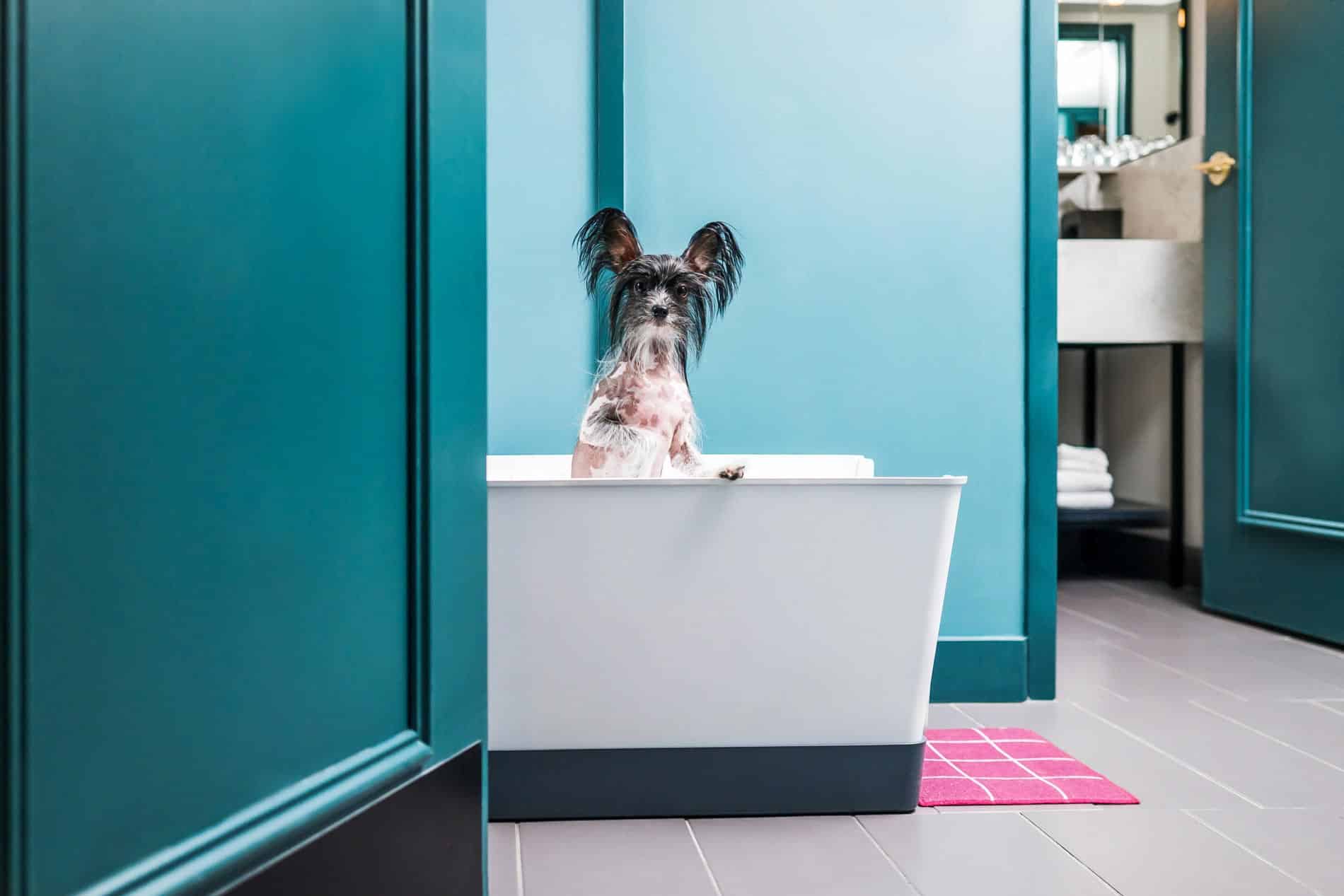 Doggy Bathroom - Centréto Magazine